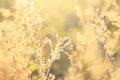 Wild flowers and grass