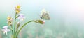 Wild flowers and grass closeup, horizontal panorama photo Royalty Free Stock Photo