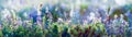 Wild flowers and grass closeup, horizontal panorama photo Royalty Free Stock Photo