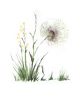 Wild flowers and grass. Small yellow rape, Huge dandelion. Hand-drawn watercolor illustration on textured paper. Isolated on white Royalty Free Stock Photo