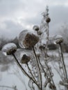 Wild flowers and grass under ice