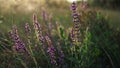 Wild flowers and grass are waving by the wind