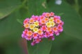 Wild flowers, green background