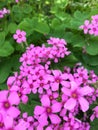 Wild flowers among the green leaves