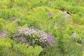 Wild flowers and green vegetation of Alborz mountains , Iran