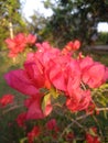 Wild flowers grow in various countries, their beauty is unquestionable Royalty Free Stock Photo