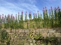 Wild flowers, growing above a, dry stone wall in, Denshaw, Yorkshire, UK Royalty Free Stock Photo