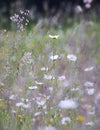 Wild flowers growing in ancient grassland in summer