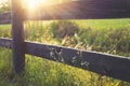 Wild flowers growing on fence Royalty Free Stock Photo