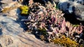 Wild flowers growing out of rock formations Royalty Free Stock Photo