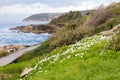 Wild flowers growing by the side of the boardwalk on the New South Wales coastline near Freshwater Bay, Sydney, Australia