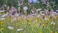 Wild flowers growing in a traditional meadow