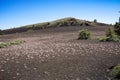 Wild flowers growing on volcanic rock, Craters of the moon, National Park Idaho