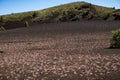 Wild flowers growing on volcanic rock, Craters of the moon, National Park Idaho