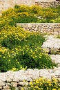 Wild flowers growing in wall ruins, Victoria, Gozo. Royalty Free Stock Photo