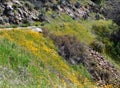 wild flowers growng along side a mountain Royalty Free Stock Photo