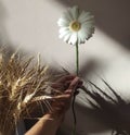 Wild flowers, hands, grass flowers, spring flowers1