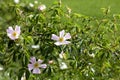 Wild flowers in a hedgerow along a road