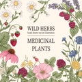 Wild flowers. Herbal tea.
