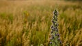 wild flowers and herbs on meadow field green grass blue cloudy pink gold yellow red sunset sky evening countryside Royalty Free Stock Photo