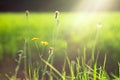 wild flowers and herbs in the meadow in the warm rays of the setting sun, summer mood Royalty Free Stock Photo