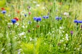 Wild flowers at the heyday, cornflowers, poppies and herbs Royalty Free Stock Photo