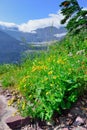 Wild flowers in High alpine landscape on the Grinnell Glacier trail in Glacier national park, montana Royalty Free Stock Photo