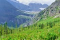 Wild flowers in High alpine landscape on the Grinnell Glacier trail in Glacier national park, montana Royalty Free Stock Photo