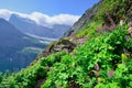 Wild flowers and high alpine landscape of the Grinnell Glacier trail in Glacier national park, montana Royalty Free Stock Photo