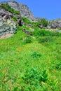 Wild flowers and high alpine landscape of the Grinnell Glacier trail in Glacier national park, montana Royalty Free Stock Photo