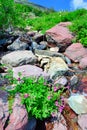 Wild flowers and high alpine landscape of the Grinnell Glacier trail in Glacier national park, montana Royalty Free Stock Photo