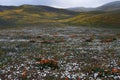 Wild Flowers and Hills