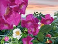 Wild flowers Hip rose but bush green leaves on pink sunset near seaside nature landscape floral background