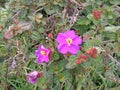 Wild flowers at Horton Plains National Park and WorldÃ¢â¬â¢s End in the Hill Country,