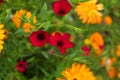 Wild flowers including crimson flax plants, growing in the Arts and Crafts inspired garden at Hidcote Manor in the Cotswolds, UK Royalty Free Stock Photo