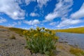 Wild flowers Independence Pass Colorado Royalty Free Stock Photo