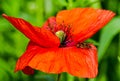 Wild flowers with insects in spring