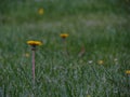 Wild flowers in ireland in summer