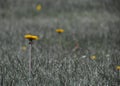 Wild flowers in ireland in summer in longford