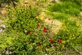 The wild flowers on the island of Kephalonia in Greece Royalty Free Stock Photo