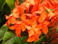 Wild flowers of La Digue island