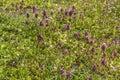 Wild flowers of a large flowered selfheal. Prunella grandiflora Royalty Free Stock Photo