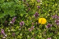 Wild flowers of a large flowered selfheal. Prunella grandiflora Royalty Free Stock Photo