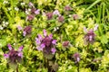 Wild flowers of a large flowered selfheal. Prunella grandiflora Royalty Free Stock Photo