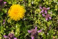 Wild flowers of a large flowered selfheal. Prunella grandiflora Royalty Free Stock Photo