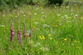 Wild flowers are left to bloom on meadow land on the floor of Langdale valley