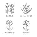 Wild flowers linear icons set. Candytuft, common star lily, coreopsis, blanket flower. Blooming wildflower, weed. Field