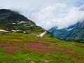 Wild flowers in Logan Pass, Glacier National Park Royalty Free Stock Photo