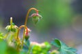 Wild flowers Lungwart spring bloom