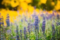 Wild Flowers Lupine In Summer Field Meadow. Close Up. Lupinus, L